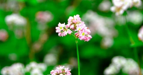 Lễ hội Hoa tam giác mạch 2016