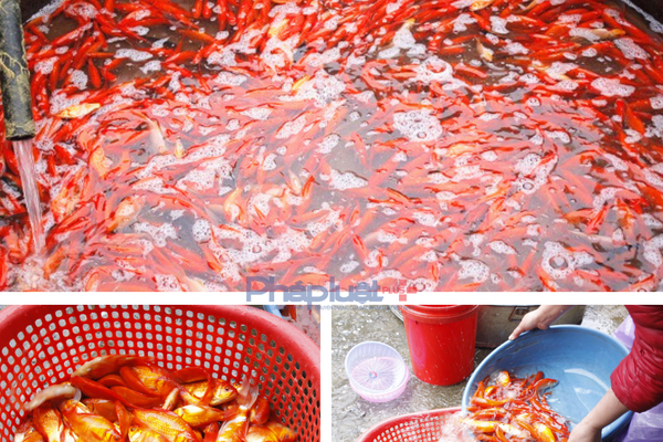 Chợ cá lớn nhất Hà Nội "đỏ rực" trước ngày cúng ông Công, ông Táo