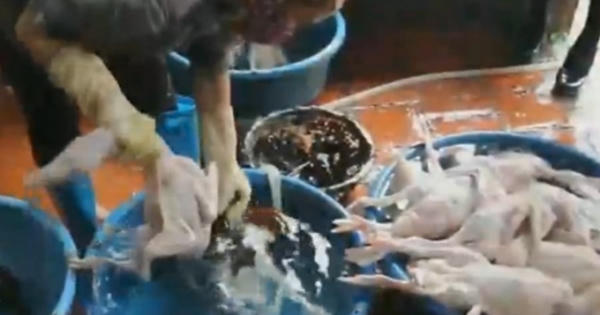 Kinh hoàng "Công nghệ" vặt lông vịt bằng hóa chất