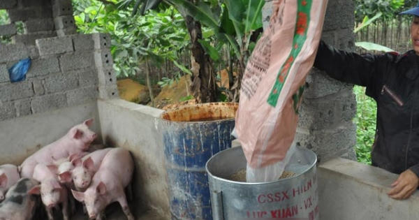 Chất cấm trong chăn nuôi: Đã được khống chế? Chất cấm trong chăn nuôi: Đã được khống chế?