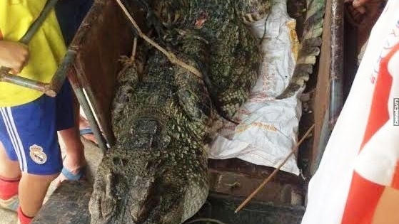 Hi hữu: Giữa Hà Nội bắt được cá sấu 70kg Hi hữu: Giữa Hà Nội bắt được cá sấu 70kg