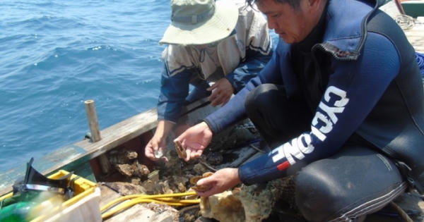 Theo chân thợ lặn xuống đáy biển Quảng Bình