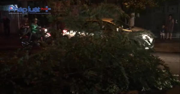 TP HCM: Cây xanh bật gốc đè ô tô