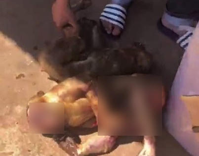 Đắk Lắk: Phát hiện xe khách chở 8 cá thể khỉ