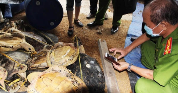 Vụ án lập "kỷ lục thế giới" về tàng trữ xác rùa biển