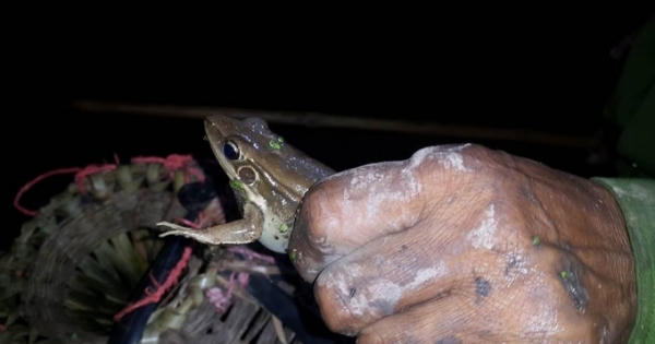 Nghề độc ở Ninh Bình: Săn chão chuộc