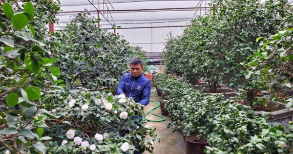 Trồng trà "chơi tết", nông dân thu hàng trăm triệu đồng mỗi năm Trồng trà "chơi tết", nông dân thu hàng trăm triệu đồng mỗi năm