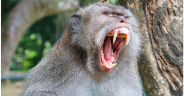 Báo Úc cảnh báo rủi ro khi đi du lịch Đông Nam Á dịp giáng sinh và năm mới