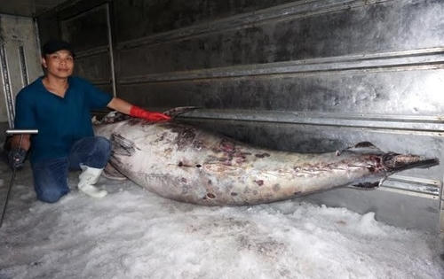 Cận cảnh cá ngừ vây xanh 'khủng' gần 350kg