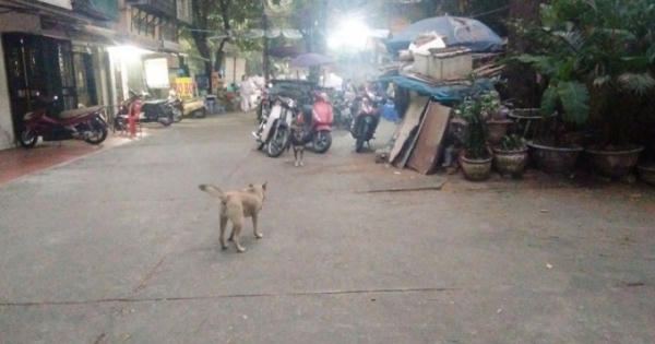 Hà Nội: Mạnh tay dẹp chó thả rông Hà Nội: Mạnh tay dẹp chó thả rông