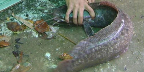Câu được cá trê 'khủng' dài gần 1 mét