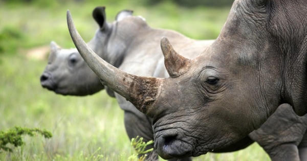 Thế giới sẽ ngập tràn sừng tê giác giả làm từ lông ngựa?