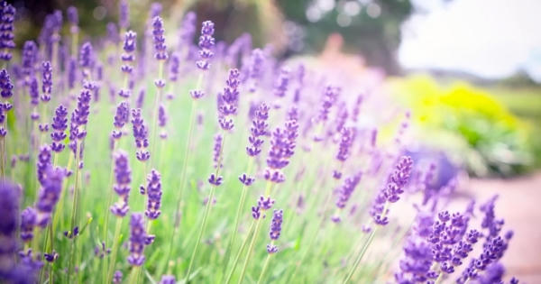 Tuyệt phẩm hình nền hoa đẹp dành cho phụ nữ ngày 20/10