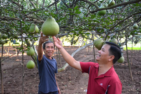 Bưởi Tân Triều tất bật vụ Tết