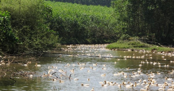 Thừa thiên – Huế: Phát hiện vịt nuôi dương tính với H5N6