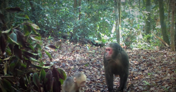 Bẫy ảnh thú quý trên non cao Bẫy ảnh thú quý trên non cao