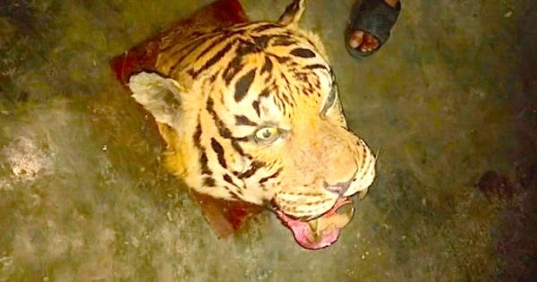 Mở tủ lạnh phát hiện hổ, đầu hổ phía trong