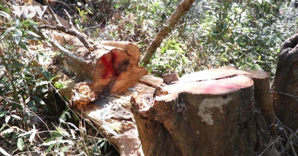 170 cây gỗ bị chặt trong rừng đặc dụng: 'Chặt đêm nên...'