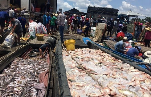 Vụ 340 tấn cá bè chết trắng trên sông La Ngà: Công an vào cuộc điều tra