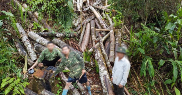 UBND tỉnh Hà Giang yêu cầu làm rõ về thực trạng phá rừng tự nhiên từ phản ánh của Pháp luật Plus UBND tỉnh Hà Giang yêu cầu làm rõ về thực trạng phá rừng tự nhiên từ phản ánh của Pháp luật Plus