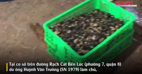 Video: "Đột kích" cơ sở kinh doanh ốc, phát hiện gần 2 tấn ốc ngâm hóa chất độc hại