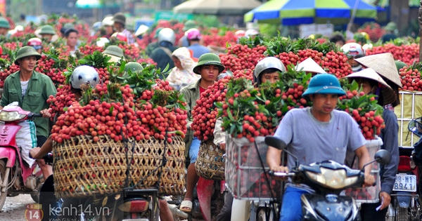 Vải thiều Lục Ngạn ra mắt người tiêu dùng Thủ đô lần thứ 4