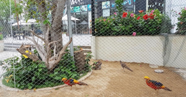 Tới FLC Sầm Sơn, chiêm ngưỡng vườn chim nhiệt đới bên bờ biển
