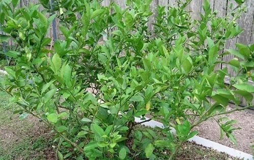Tiên dược chữa bách bệnh ít ai biết từ lá chanh