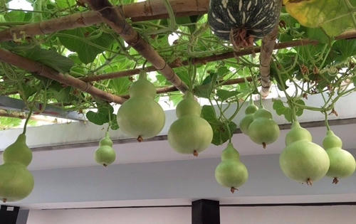 Khu vườn của những nàng dâu Việt khiến ngàn người mê và nể phục