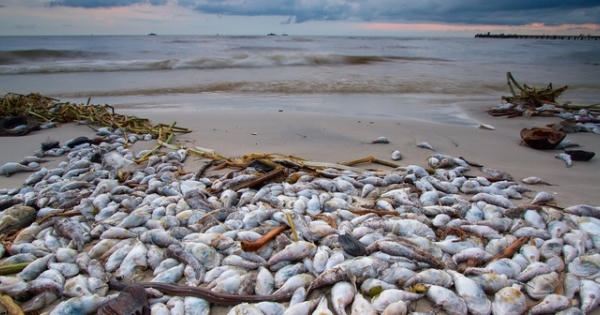 Các nhà khoa học đã tìm ra nguyên nhân cá chết