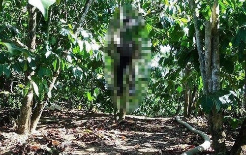 Lâm Đồng: Phát hiện người đàn ông treo cổ ở cây cà phê