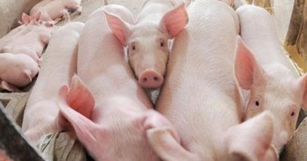 Sau bê bối heo tiêm thuốc an thần, giá thịt heo rớt thê thảm