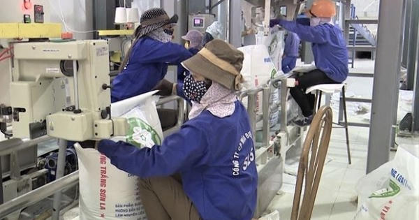 Mía đường tồn kho lớn: Đối diện khó khăn hay phá sản?