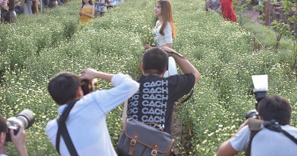 Cho thuê chụp ảnh, chủ vườn cúc họa mi kiếm hàng chục triệu mỗi ngày Cho thuê chụp ảnh, chủ vườn cúc họa mi kiếm hàng chục triệu mỗi ngày