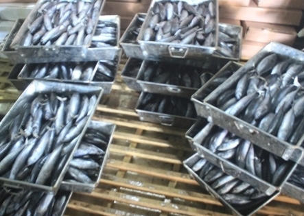 Tìm hiểu chất “cực độc” có trong cá nục