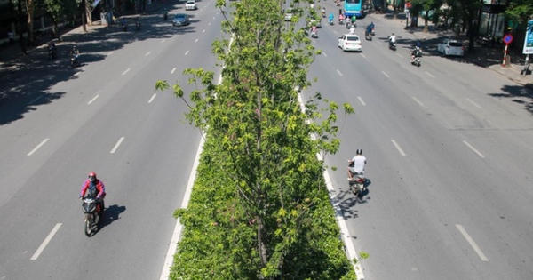 Hà Nội đánh chuyển toàn bộ hàng cây phong lá đỏ để... tránh nắng