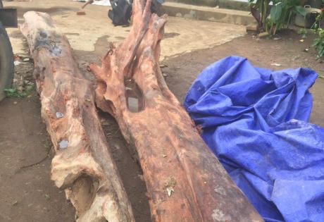 Đào được cây gỗ trắc đỏ quý hiếm, chủ nhà mất ngủ để trông coi