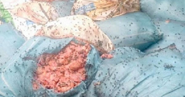 Kinh hoàng 4 tấn mỡ ruồi nhặng bâu đầy tuồn ra Hà Nội