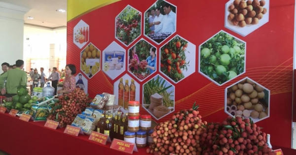 Bắc Giang tổ chức diễn đàn kinh tế 2018, cơ hội tiêu thụ vải thiều