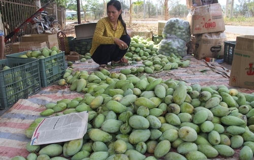 1.000 đồng một kg xoài 'ba mùa mưa' 1.000 đồng một kg xoài 'ba mùa mưa'