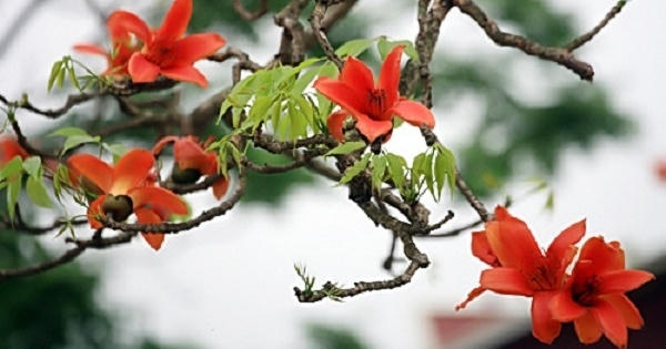 Nồng nàn hoa gạo tháng 3