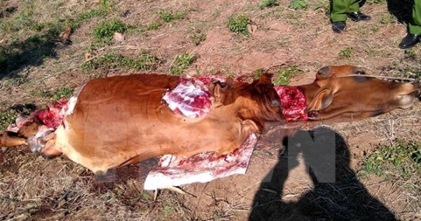 Người dân Phú Yên hoang mang vì tình trạng trộm bò chặt lấy đùi