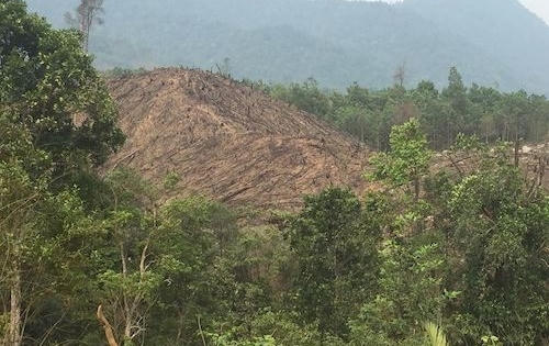 Nhà chủ tịch thị trấn phá bay hàng chục nghìn m2 rừng, giám đốc Sở Nông Nghiệp nói gì? Nhà chủ tịch thị trấn phá bay hàng chục nghìn m2 rừng, giám đốc Sở Nông Nghiệp nói gì?