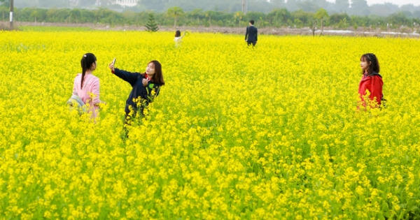Sau cúc họa mi, giới trẻ Hà thành ngất ngây với hoa cải vàng rực rỡ