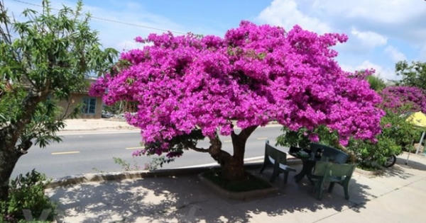 Cận cảnh cây hoa giấy cổ thụ có tuổi đời hơn 1/4 thế kỷ gây 'sốt'