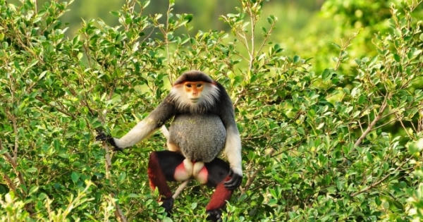 Thừa Thiên-Huế: Phát hiện đàn voọc chà vá cực quý hiếm