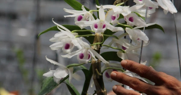 Gặp người mua 3 cây lan đột biến gene giá 32 tỷ đồng ở Bình Phước Gặp người mua 3 cây lan đột biến gene giá 32 tỷ đồng ở Bình Phước