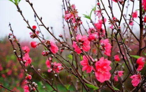 Tết Nguyên đán Đinh Dậu 2017 được nghỉ bao nhiêu ngày?