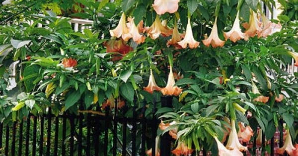 Tuyên Quang: Nấu canh lá hoa chuông để ăn, 5 người nhập viện cấp cứu