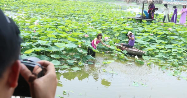 Lội bùn chụp ảnh sen, phó nháy kiếm tiền triệu mỗi ngày